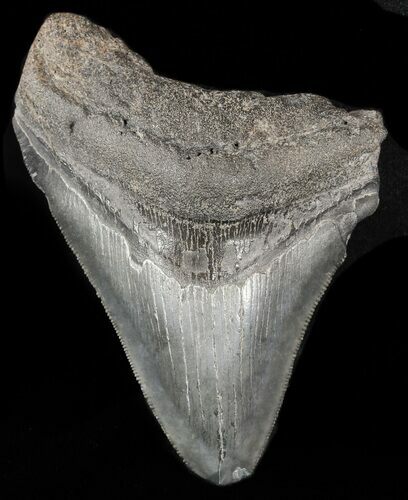 Bargain, Megalodon Tooth - South Carolina #47611